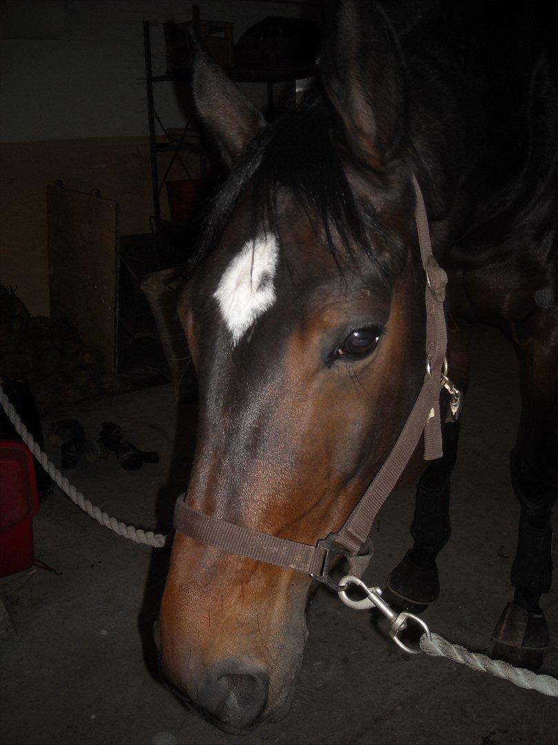 Tysk Varmblod Dolli - I stalden :D billede 4