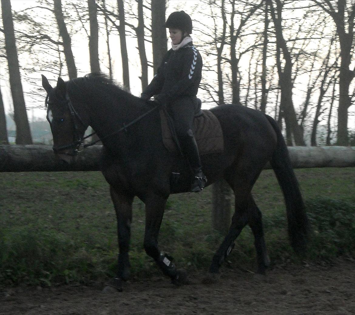 Tysk Varmblod Dolli - På banen efter en uge :D billede 10