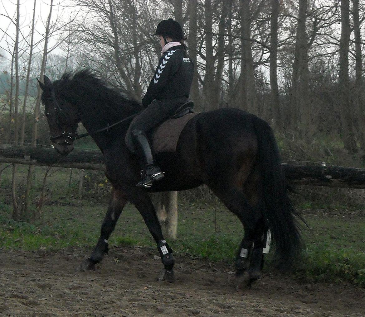 Tysk Varmblod Dolli - Efter en uge :D billede 5