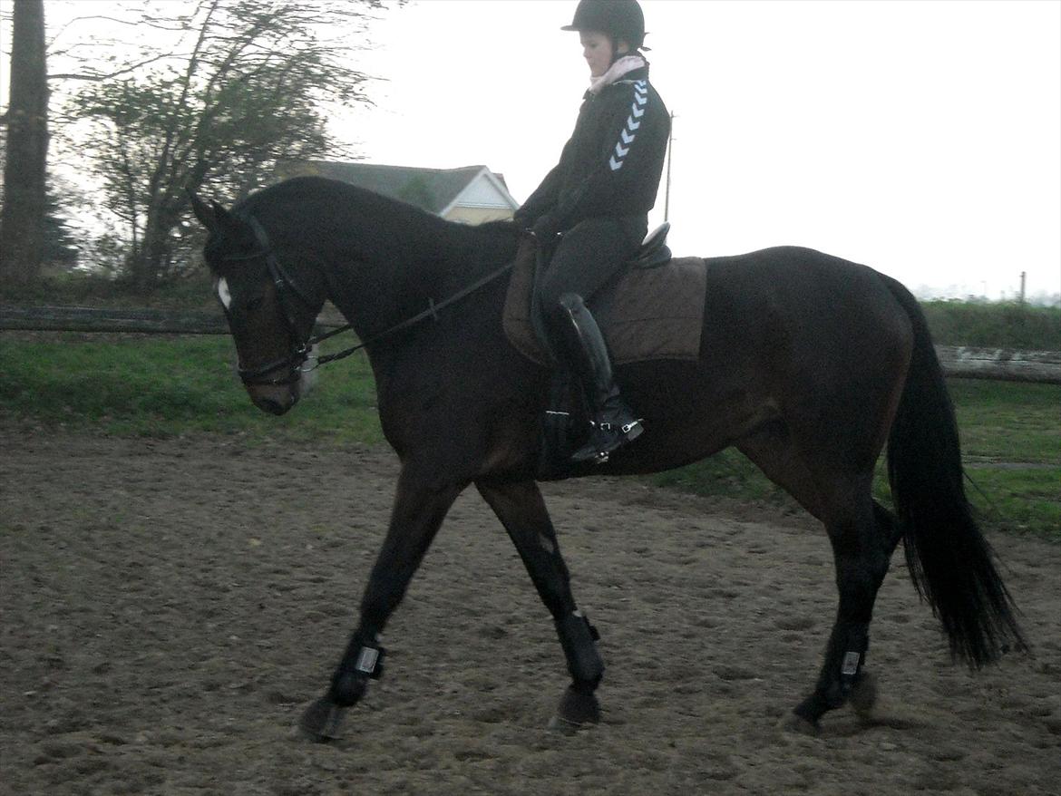 Tysk Varmblod Dolli - Prinsesse :D billede 1