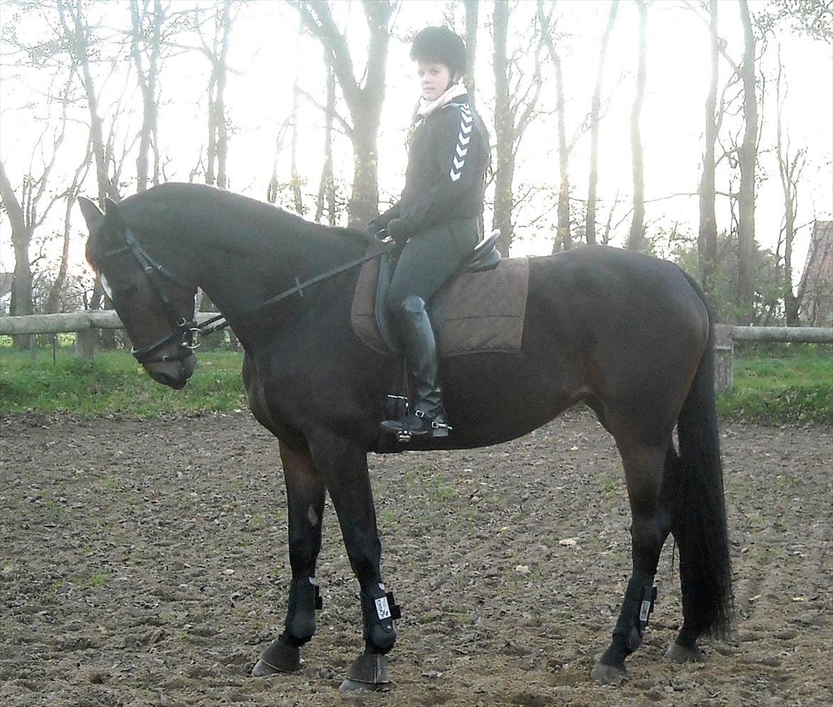 Tysk Varmblod Dolli - <3 billede 8