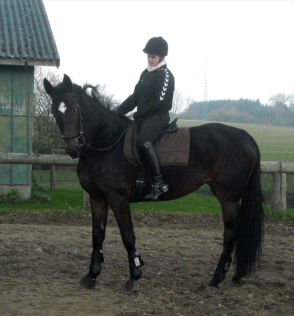 Tysk Varmblod Dolli - hey, der stod mor jo :i billede 9