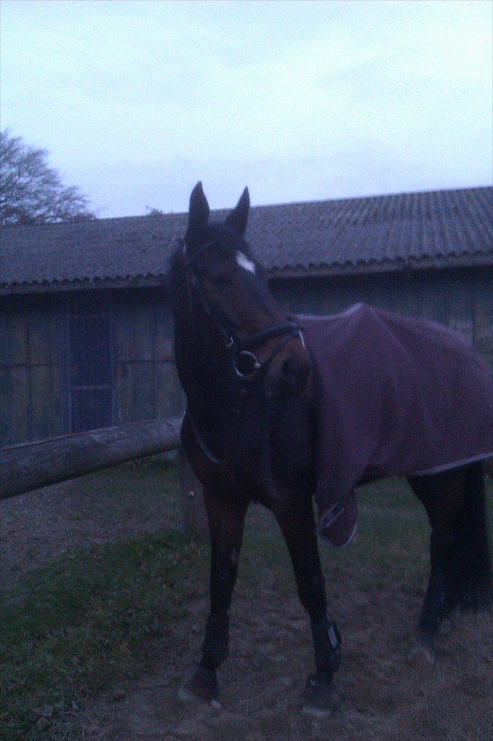 Tysk Varmblod Dolli - Efter træning :D billede 7