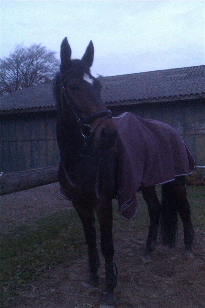 Tysk Varmblod Dolli - Efter træning :D billede 6