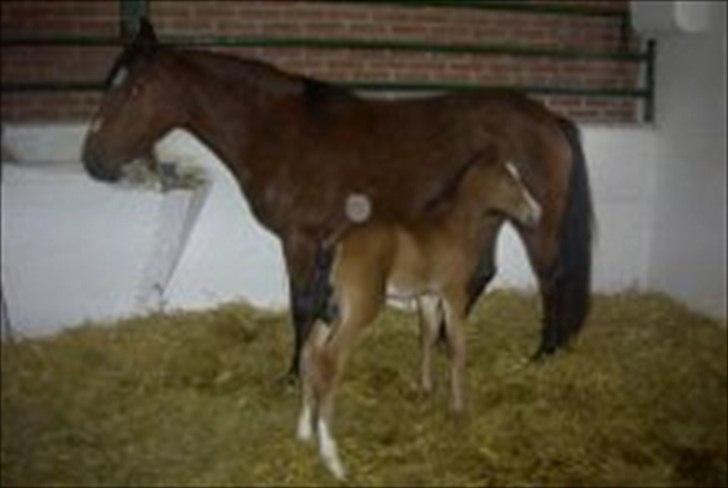 Anden særlig race Nikoline *SOLGT* billede 20