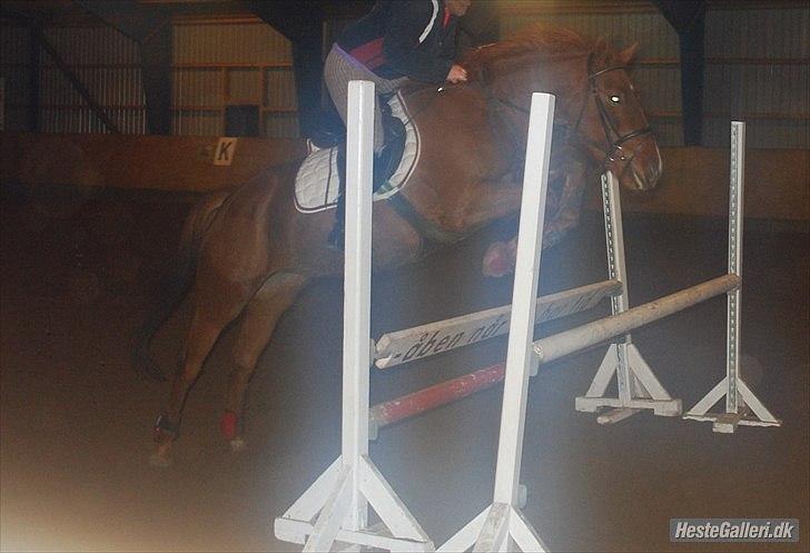 Oldenborg Diesel - Baby *;<3  - Min sidste dag med Diesel!<3333 Mit sidste spring, på min stjernehest!<333 Diesel, du vil altid betyde en hel del for mig!<333 billede 1