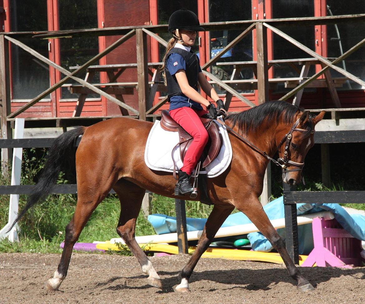 Belgisk Sportspony Asjemenou Vh Waterschoot  - Dressur kan hun også.. En af de første dage derhjemme;-) Foto: Celeste, tak<3 billede 3