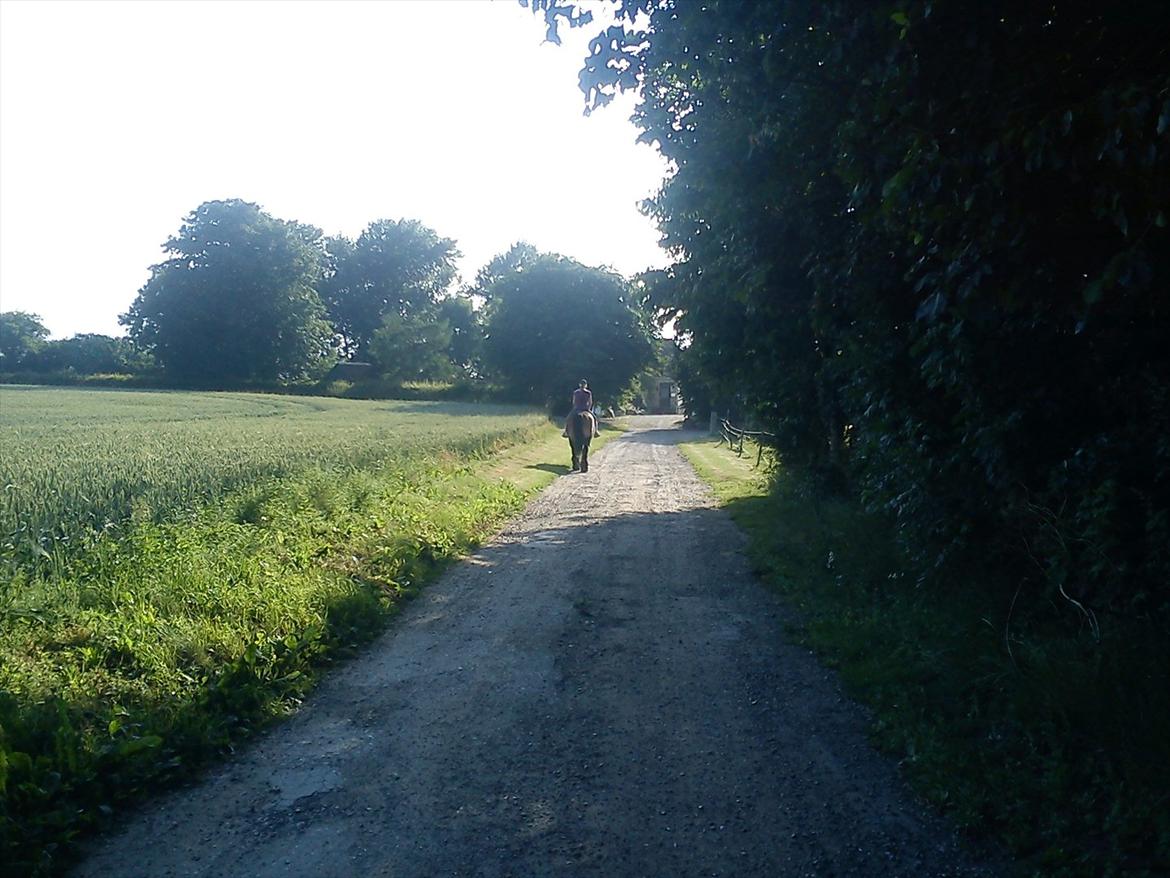 Anden særlig race rollo hansen billede 16