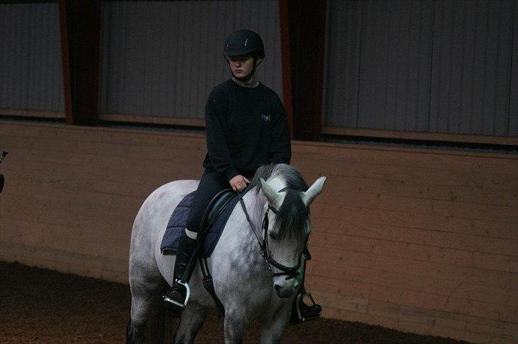 Anden særlig race Lukas - Lukas og jeg på Lundby efterskole, lidt dressur træning (;  billede 16