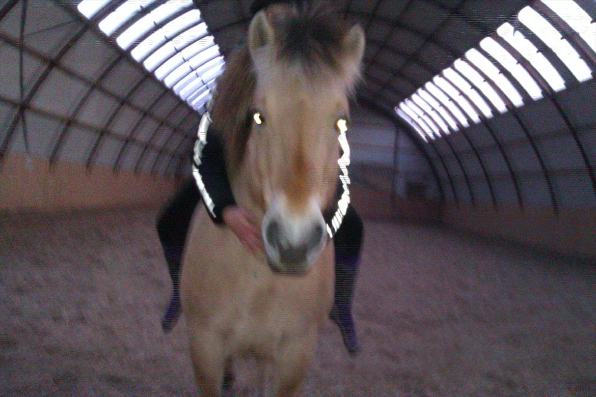 Fjordhest Frida af Tranemosen - Første gang uden saddel og hovedtøj. billede 9