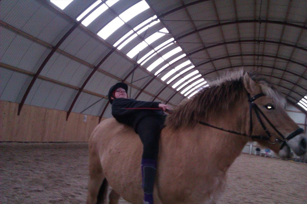 Fjordhest Frida af Tranemosen - Ikke det bedste billede, men dejligt at kunne ligge ned på hende. billede 10