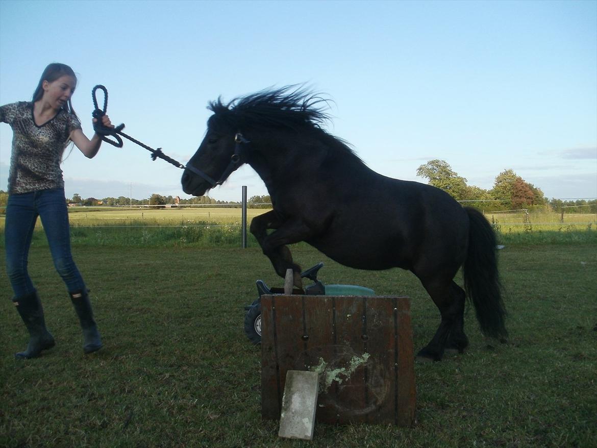 Shetlænder 'Classic - Classic springer ca. 50 cm billede 6