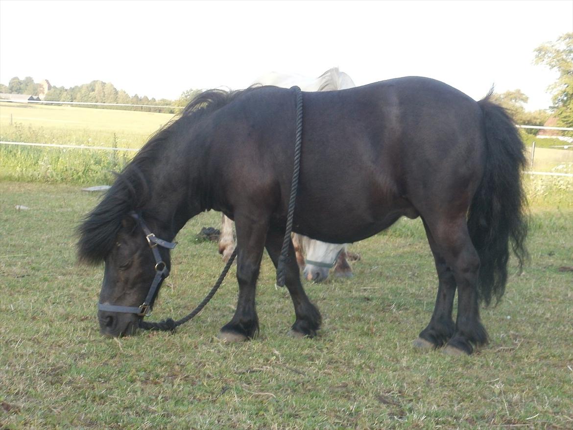 Shetlænder 'Classic - smuk profil billede 9