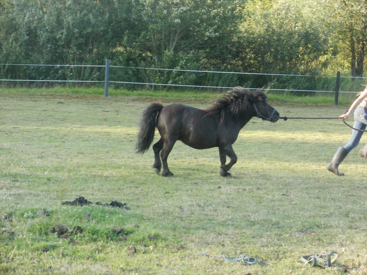 Shetlænder 'Classic - stædige lille pony billede 13