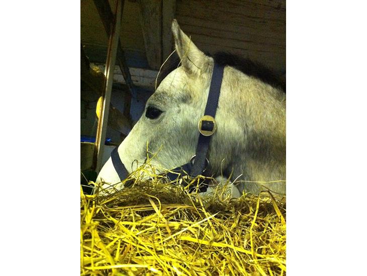 {{currentPhoto.altText}} billede {{currentPhoto.number}}