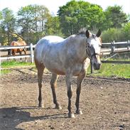 Appaloosa Eponas Brite Dream