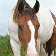 Anden særlig race zirona