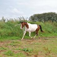 Anden særlig race zirona