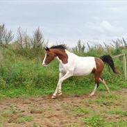 Anden særlig race zirona