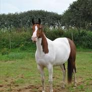 Anden særlig race zirona