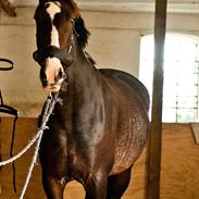 Hollandsk Varmblod Annika