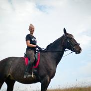 Hollandsk Varmblod Annika