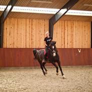 Hollandsk Varmblod Annika