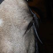 Anden særlig race Buskebjerggaards Benjamin