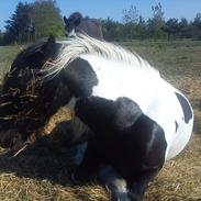 Irish Cob Camille