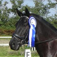 Anden særlig race Medumgaards Malle