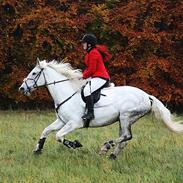 Anden særlig race Talisman