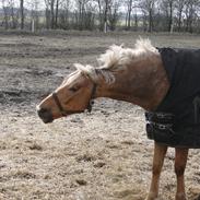 Anden særlig race Golden Star B-PONY