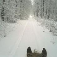 Islænder Fjalladis fra mødal "Himmelhest"