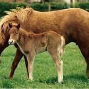 Islænder Fjalladis fra mødal "Himmelhest"