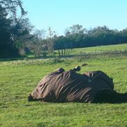 Dansk Varmblod Gastrups Celina
