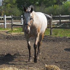 Appaloosa Eponas Brite Dream