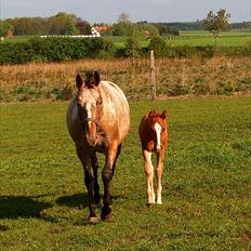 Appaloosa Eponas Brite Dream