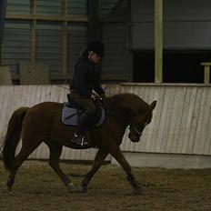 Anden særlig race Bayard