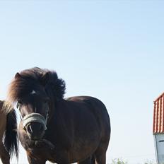 Shetlænder Bølle bob 'Bassen'