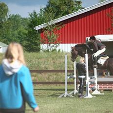 Welsh Cob (sec D) Arvalon Geronimo (os)
