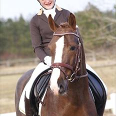 Welsh Cob (sec D) Arvalon Geronimo (os)