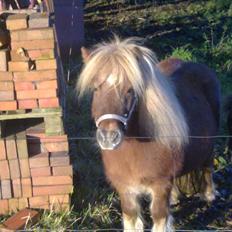 Shetlænder Liller von Keppner