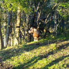 Shetlænder Liller von Keppner