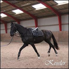 Dansk Varmblod South-West Kessler