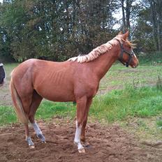 DSP birkelunds charina