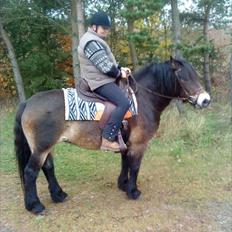 Nordsvensk Skovhest Rila 