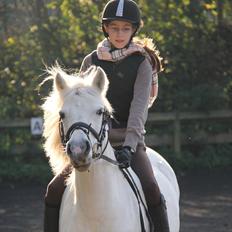 Anden særlig race Toffie