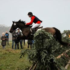 Belgisk Sportspony » Sheik Cawello | VBP. <3