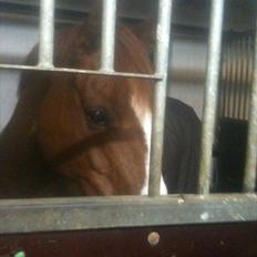 Anden særlig race shakira