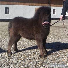 Shetlænder Ejstrups Mirakel